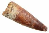 Juvenile Fossil Spinosaurus Tooth - Real Dinosaur Tooth #354848-1